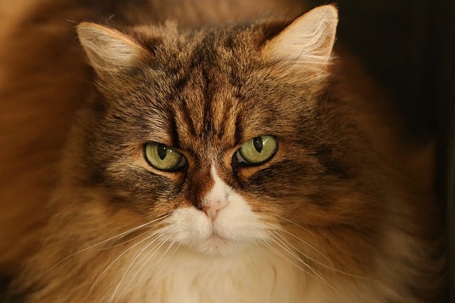 A fluffy cat with a shiny coat, indicative of excellent cat nutrition.