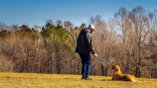 A golden retriever playing fetch, symbolizing successful dog training and pet care.