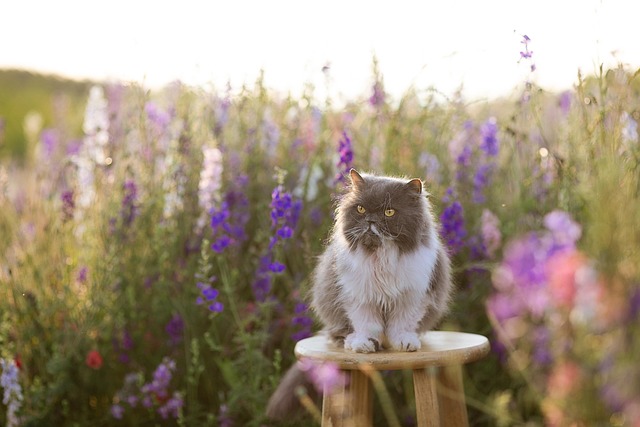 A serene cat relaxing in a sunny spot, reflecting optimal cat nutrition and peaceful animal health.