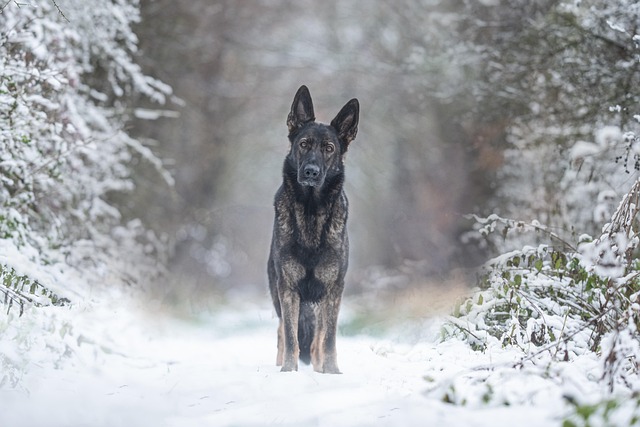 A well-behaved German Shepherd sitting calmly, a result of effective dog training.