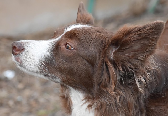 A happy Border Collie retrieving a ball during a dog training session.